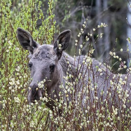 14 - Fulufjellets Nasjonalparker - Natur-, Dyre- Og Fugleopplevelser Trysil Dış mekan fotoğraf