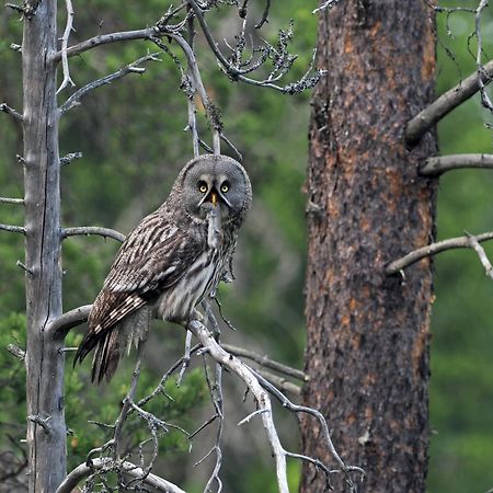 14 - Fulufjellets Nasjonalparker - Natur-, Dyre- Og Fugleopplevelser Trysil Dış mekan fotoğraf