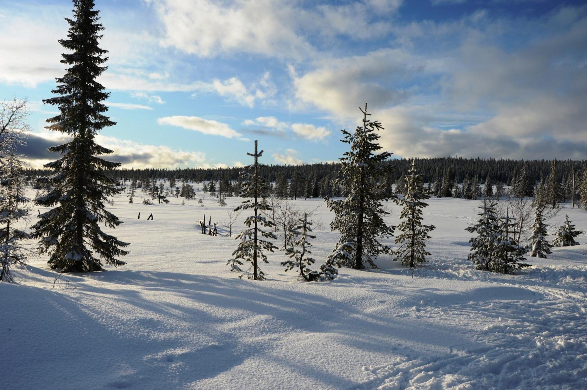 14 - Fulufjellets Nasjonalparker - Natur-, Dyre- Og Fugleopplevelser Trysil Dış mekan fotoğraf