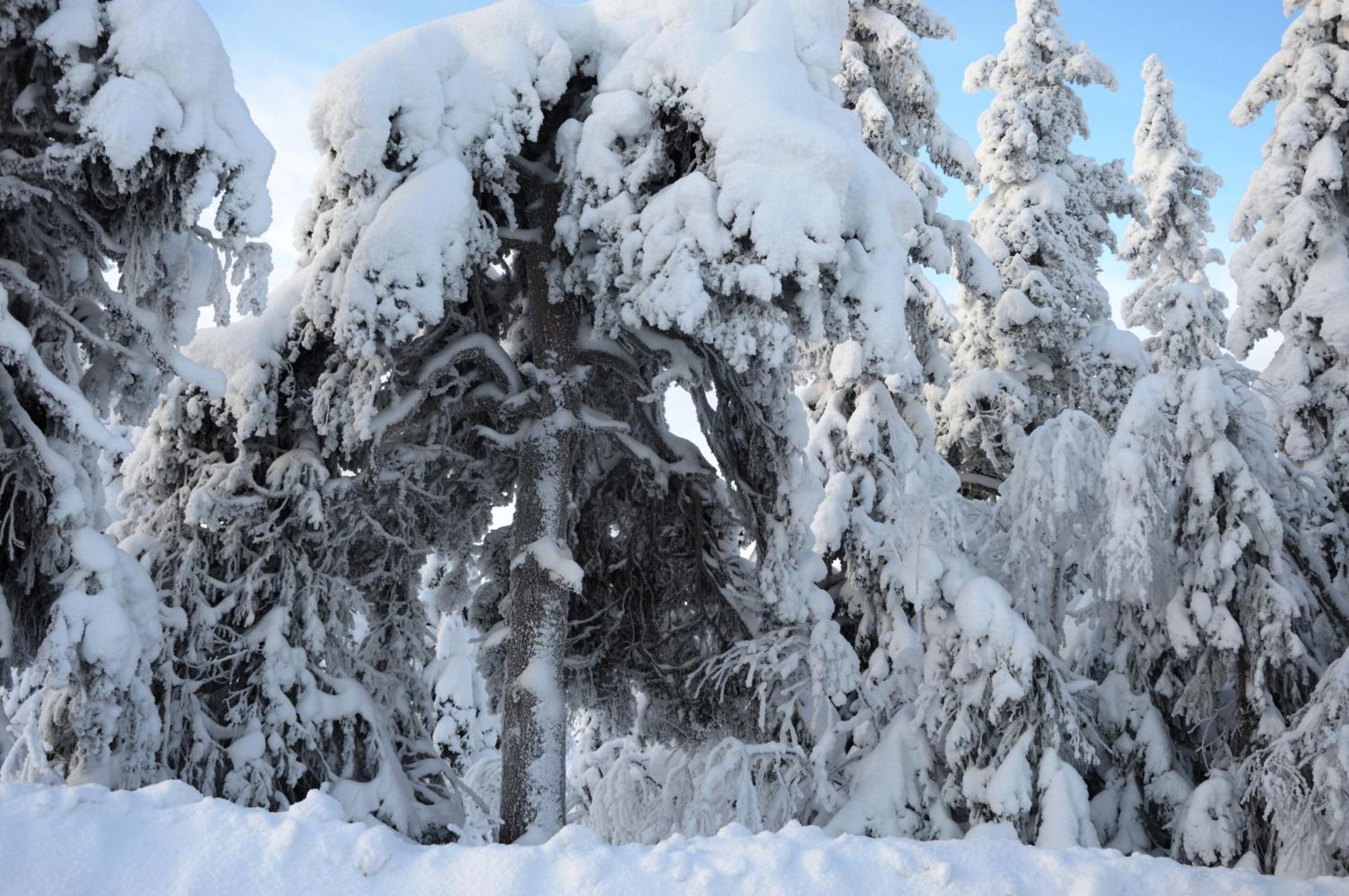 14 - Fulufjellets Nasjonalparker - Natur-, Dyre- Og Fugleopplevelser Trysil Dış mekan fotoğraf