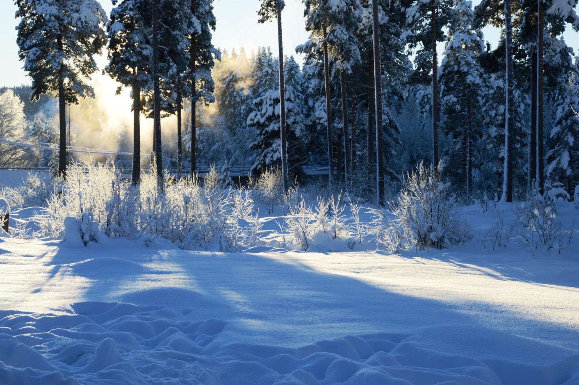 14 - Fulufjellets Nasjonalparker - Natur-, Dyre- Og Fugleopplevelser Trysil Dış mekan fotoğraf