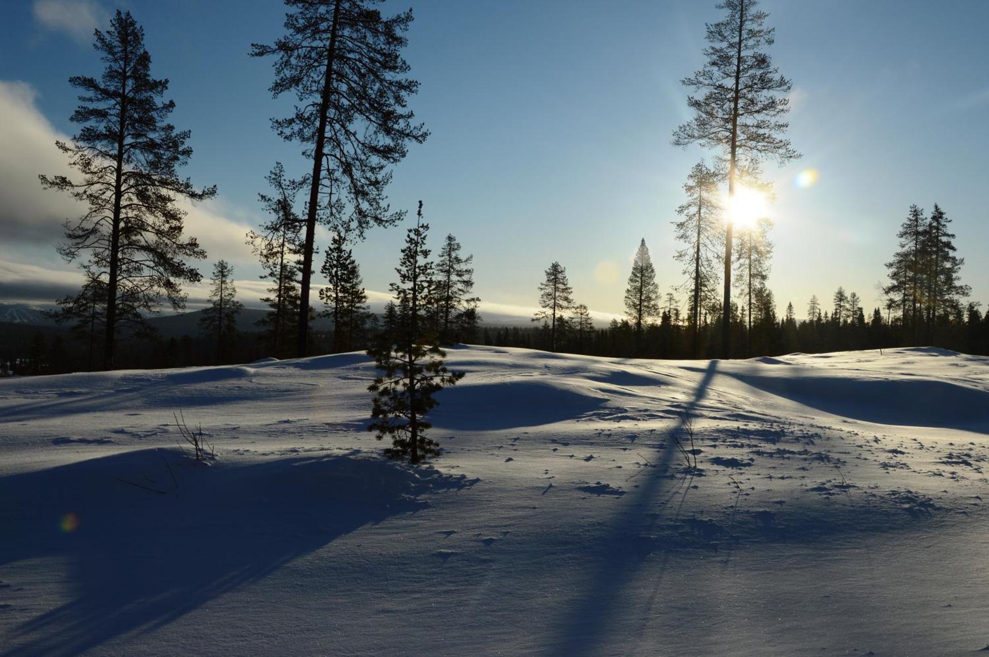 14 - Fulufjellets Nasjonalparker - Natur-, Dyre- Og Fugleopplevelser Trysil Dış mekan fotoğraf