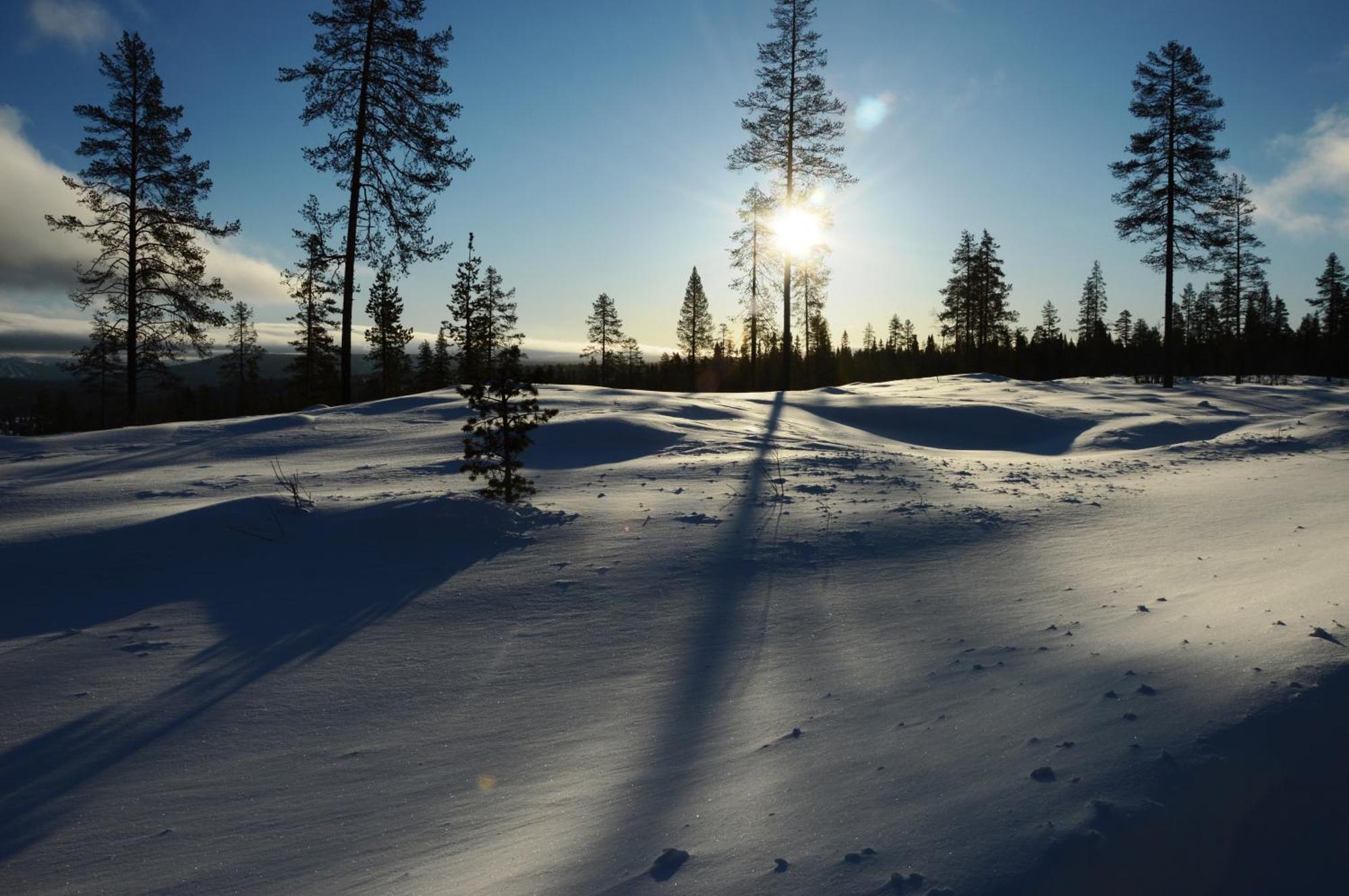 14 - Fulufjellets Nasjonalparker - Natur-, Dyre- Og Fugleopplevelser Trysil Dış mekan fotoğraf