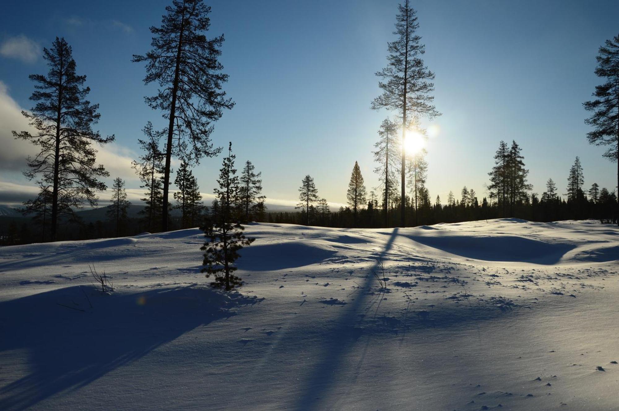 14 - Fulufjellets Nasjonalparker - Natur-, Dyre- Og Fugleopplevelser Trysil Dış mekan fotoğraf