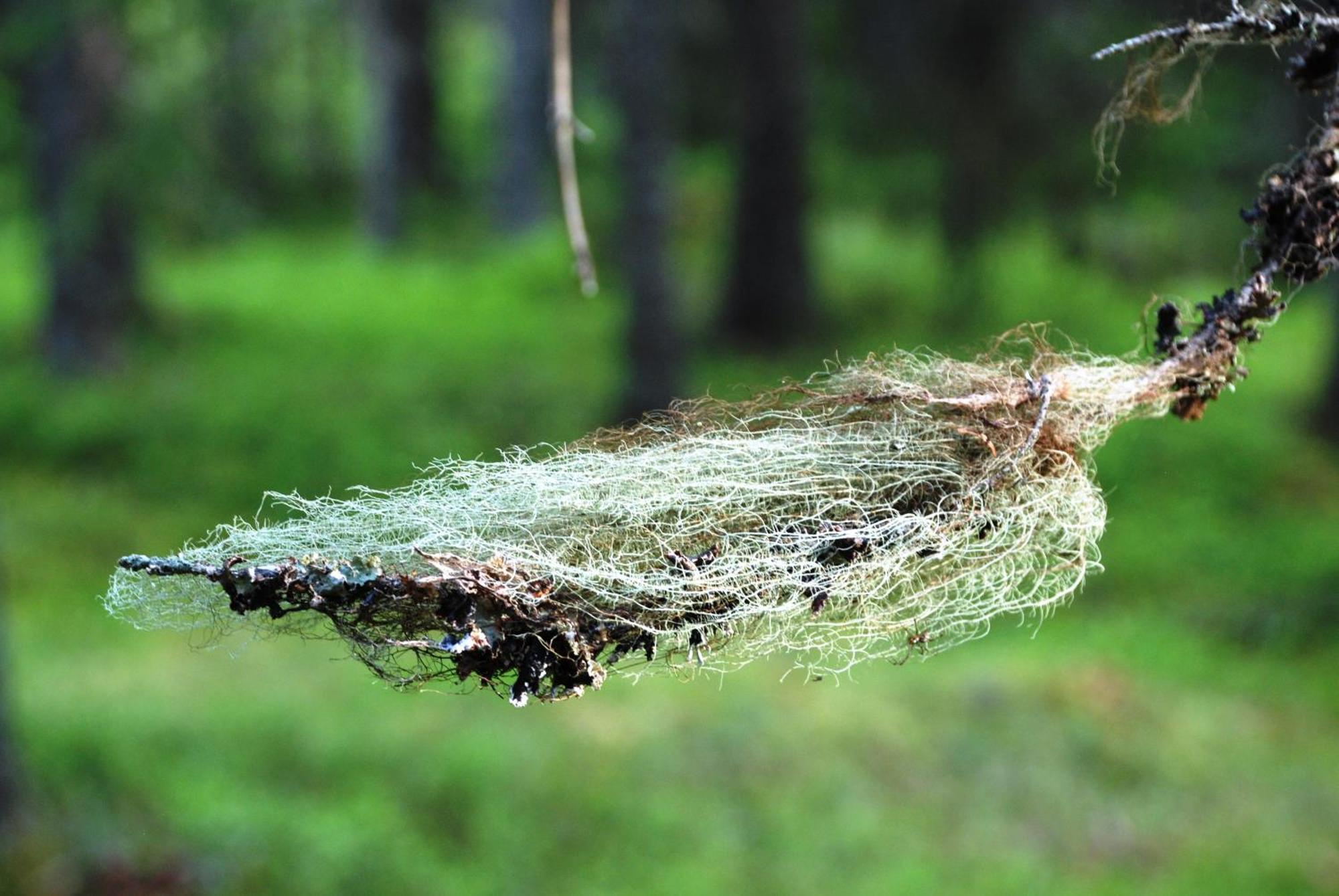 14 - Fulufjellets Nasjonalparker - Natur-, Dyre- Og Fugleopplevelser Trysil Dış mekan fotoğraf