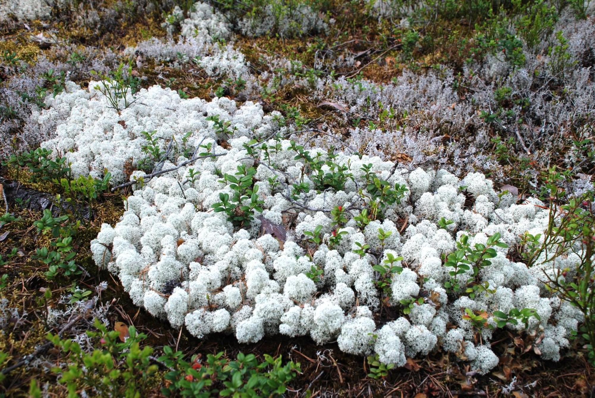 14 - Fulufjellets Nasjonalparker - Natur-, Dyre- Og Fugleopplevelser Trysil Dış mekan fotoğraf