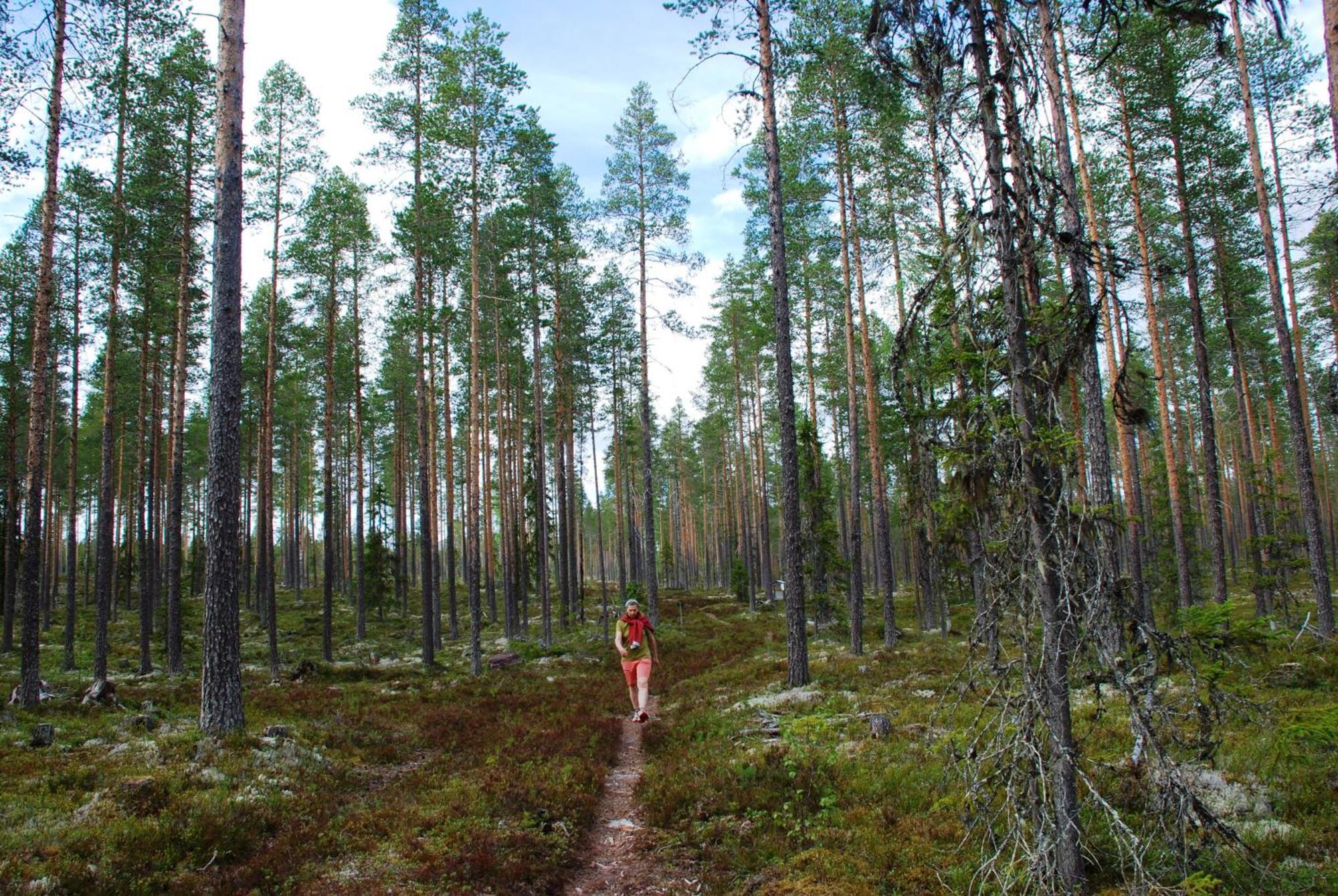 14 - Fulufjellets Nasjonalparker - Natur-, Dyre- Og Fugleopplevelser Trysil Dış mekan fotoğraf