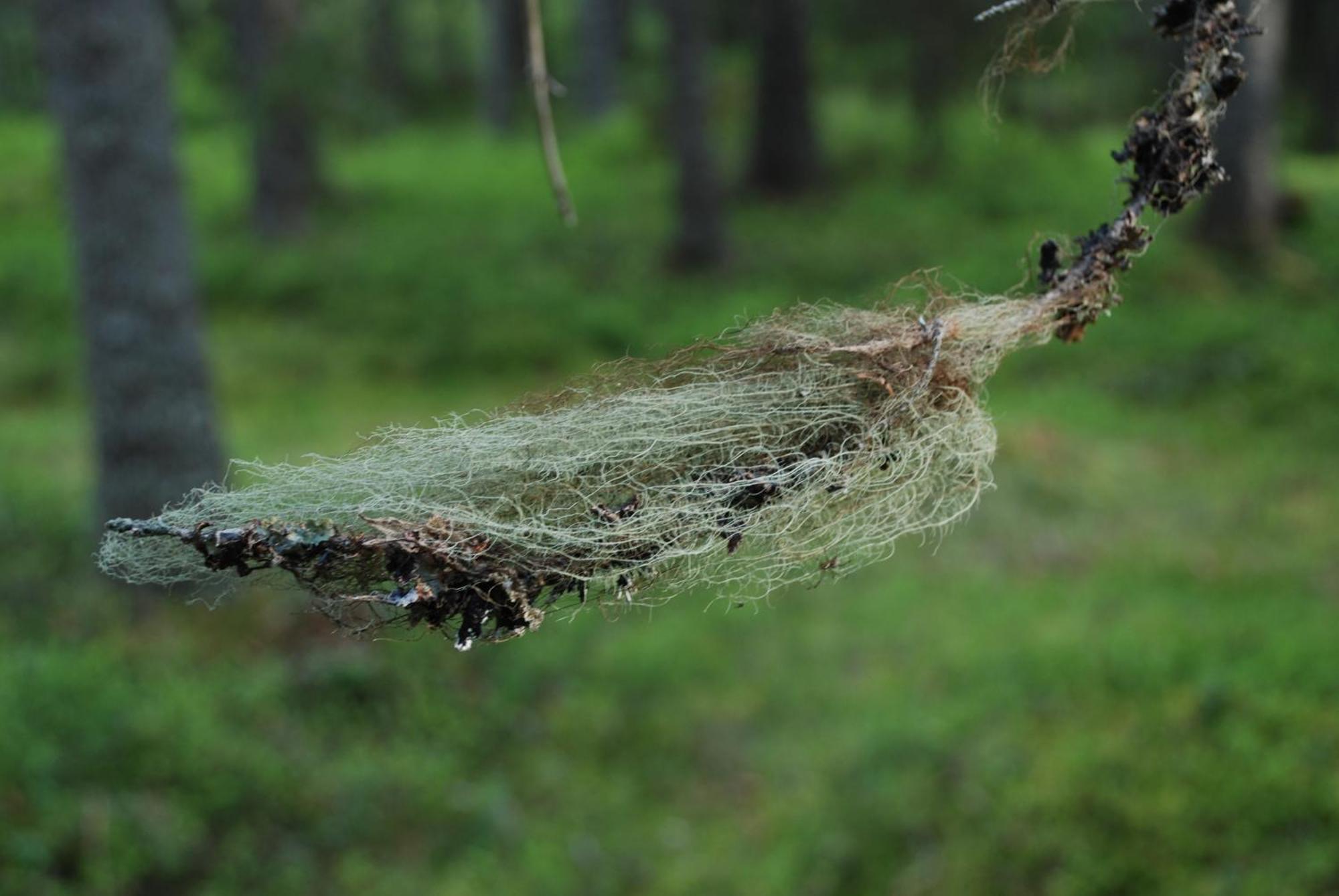 14 - Fulufjellets Nasjonalparker - Natur-, Dyre- Og Fugleopplevelser Trysil Dış mekan fotoğraf