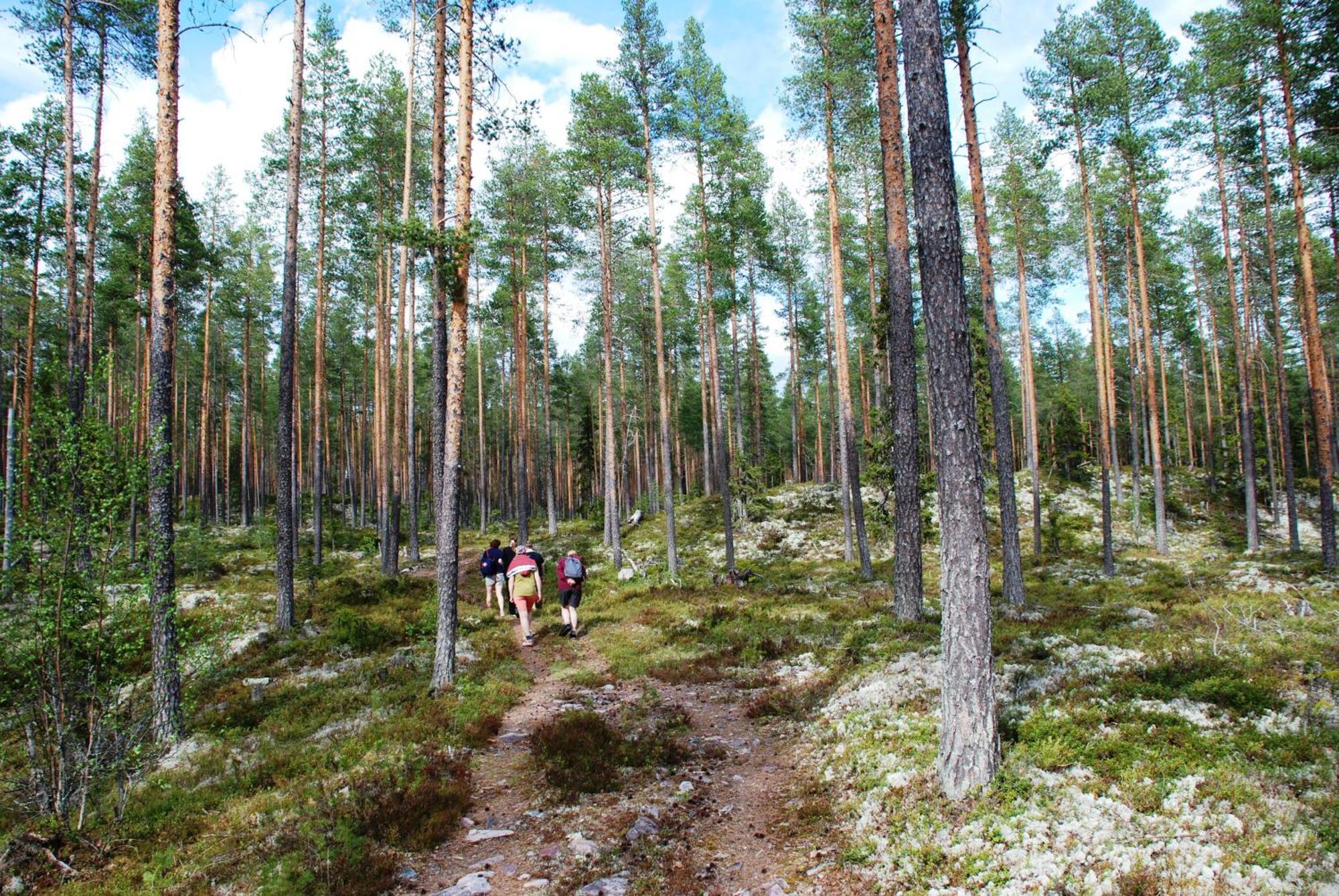 14 - Fulufjellets Nasjonalparker - Natur-, Dyre- Og Fugleopplevelser Trysil Dış mekan fotoğraf