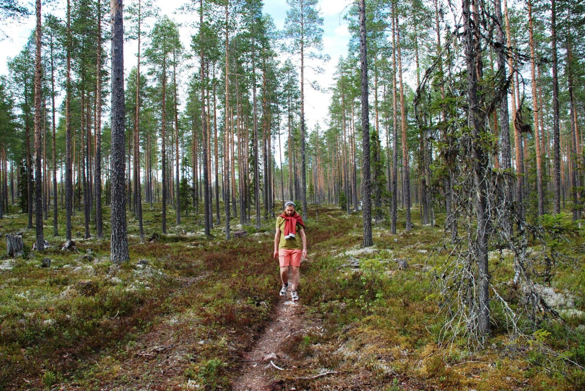 14 - Fulufjellets Nasjonalparker - Natur-, Dyre- Og Fugleopplevelser Trysil Dış mekan fotoğraf