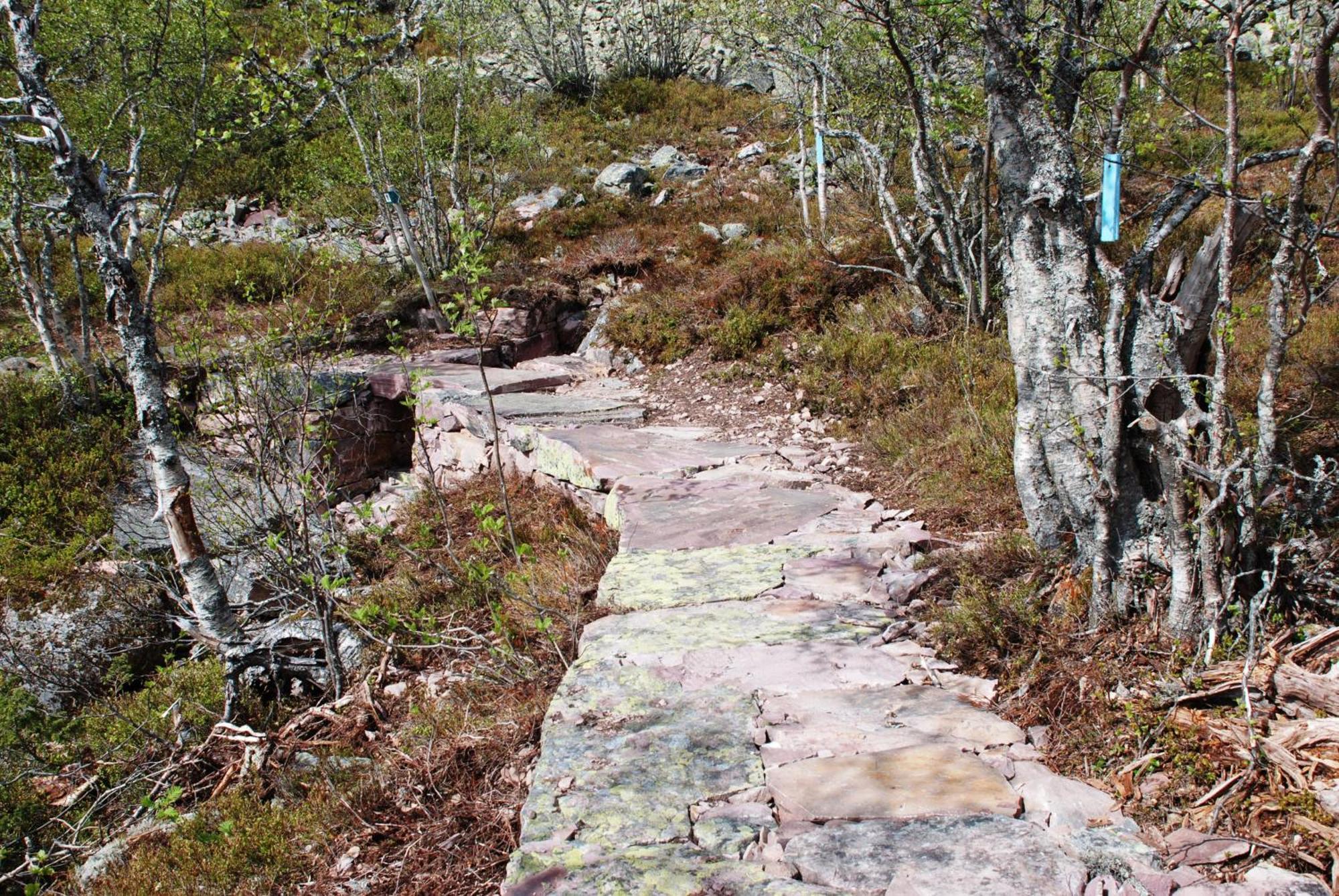 14 - Fulufjellets Nasjonalparker - Natur-, Dyre- Og Fugleopplevelser Trysil Dış mekan fotoğraf