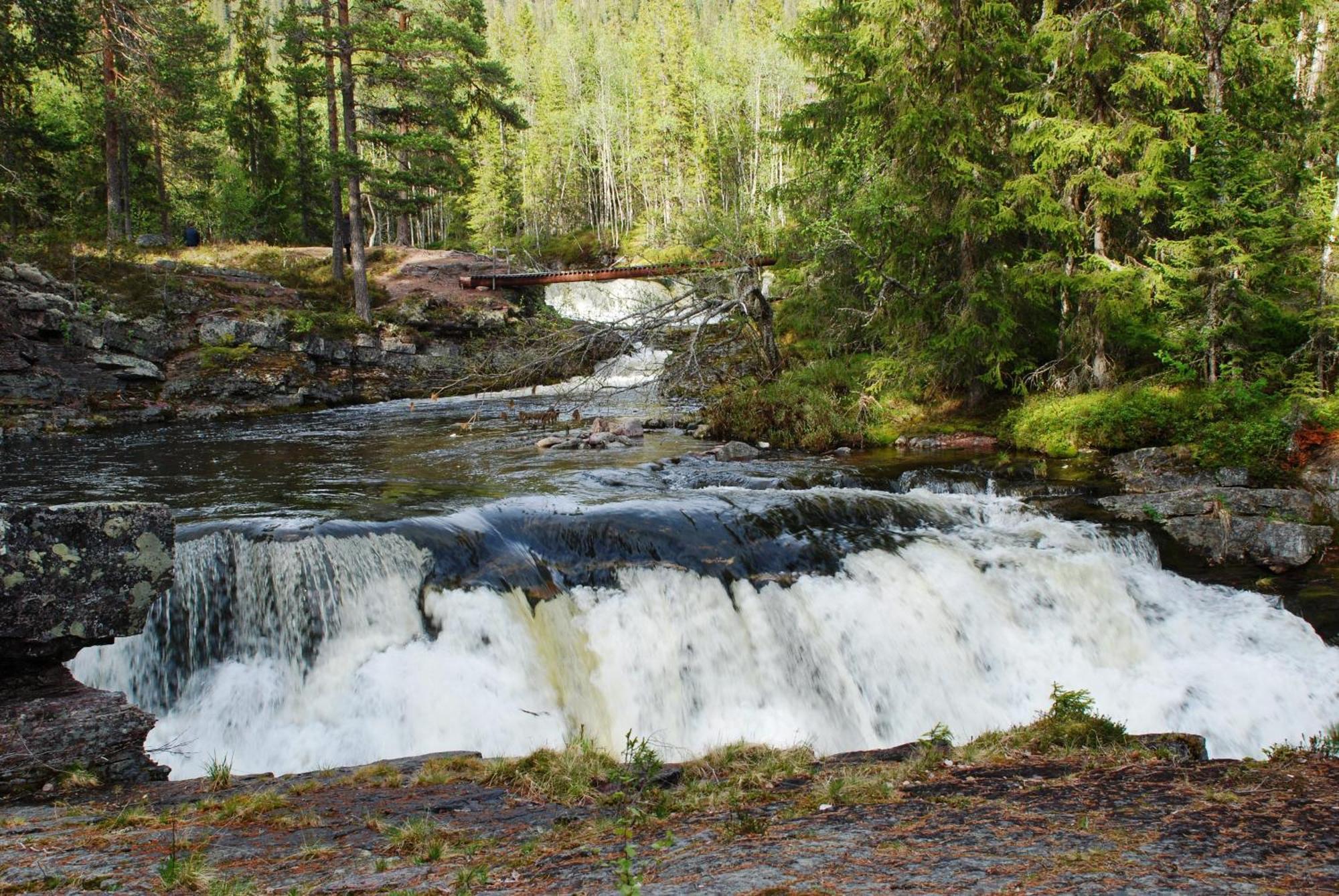 14 - Fulufjellets Nasjonalparker - Natur-, Dyre- Og Fugleopplevelser Trysil Dış mekan fotoğraf