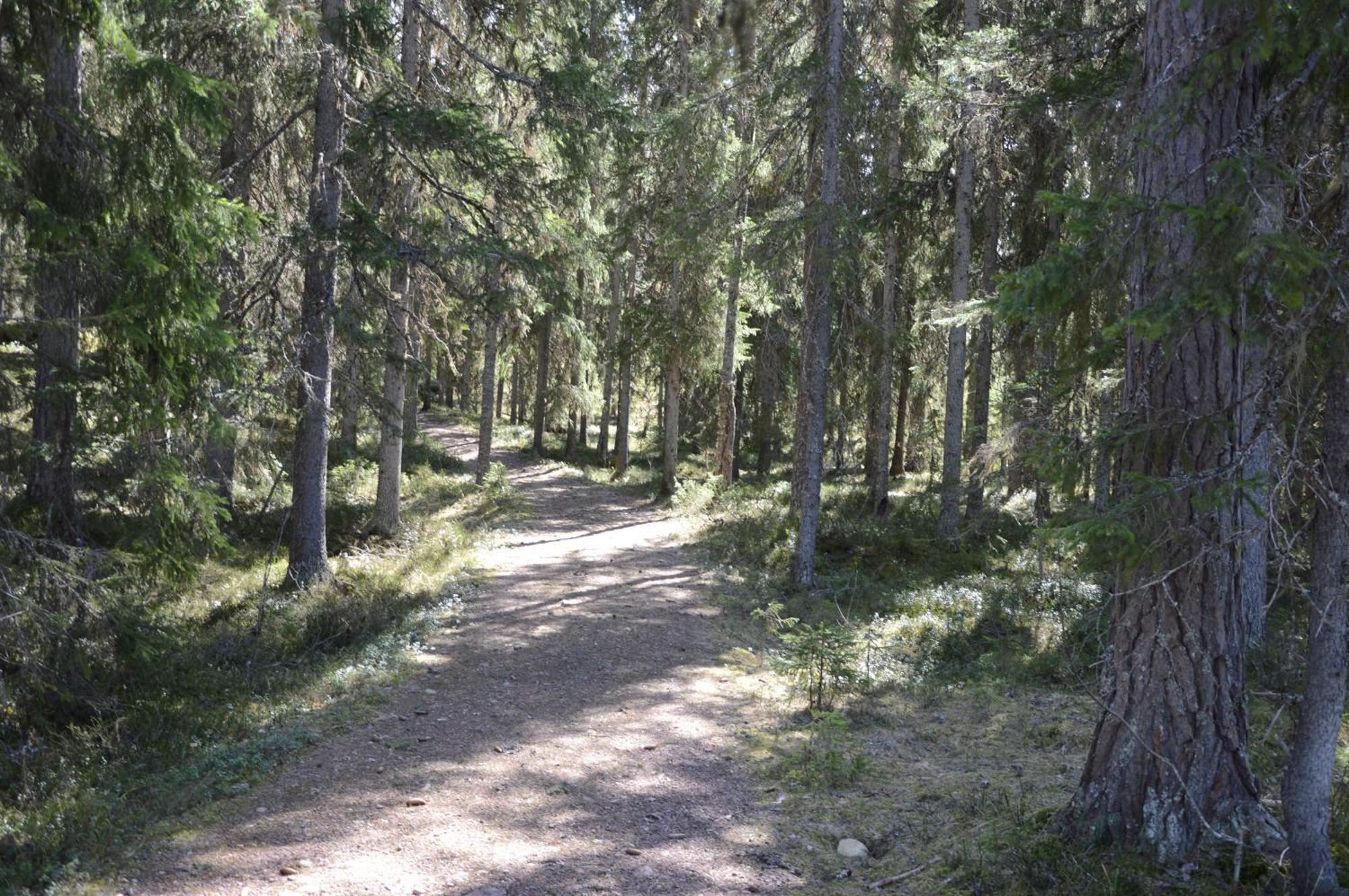 14 - Fulufjellets Nasjonalparker - Natur-, Dyre- Og Fugleopplevelser Trysil Dış mekan fotoğraf