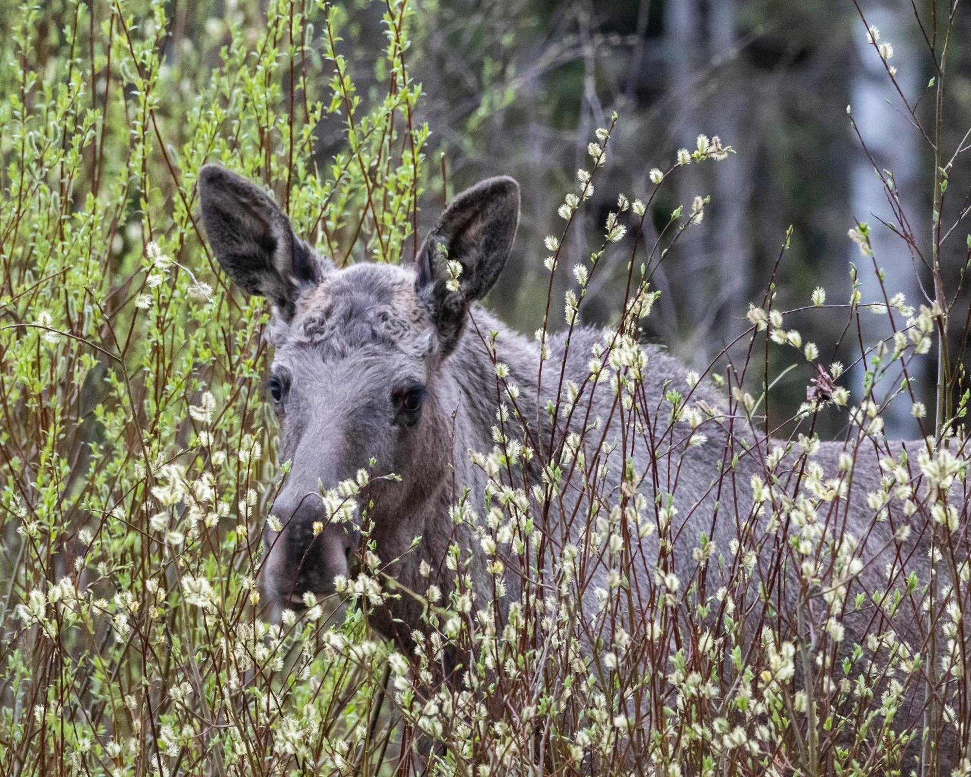 14 - Fulufjellets Nasjonalparker - Natur-, Dyre- Og Fugleopplevelser Trysil Dış mekan fotoğraf