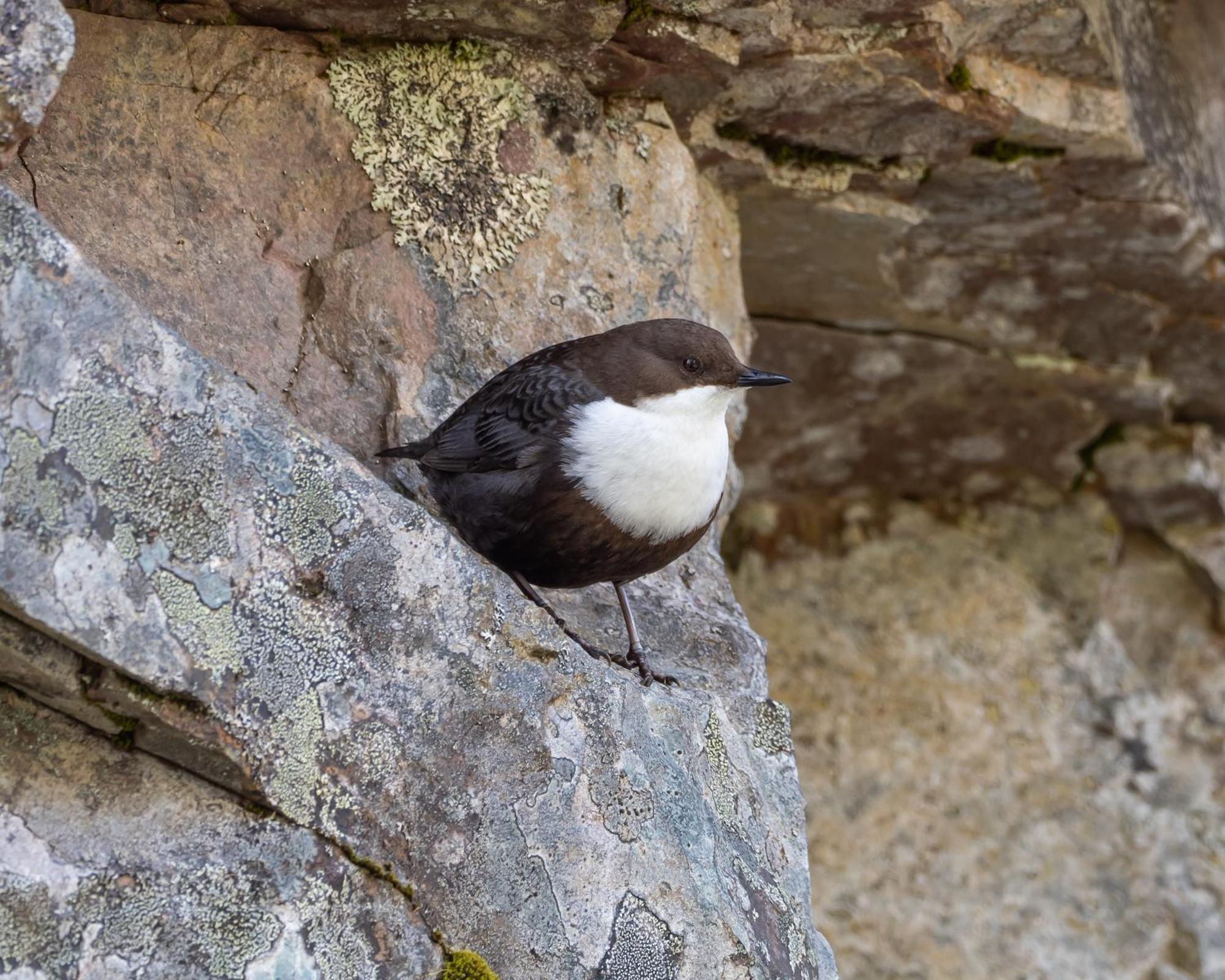14 - Fulufjellets Nasjonalparker - Natur-, Dyre- Og Fugleopplevelser Trysil Dış mekan fotoğraf