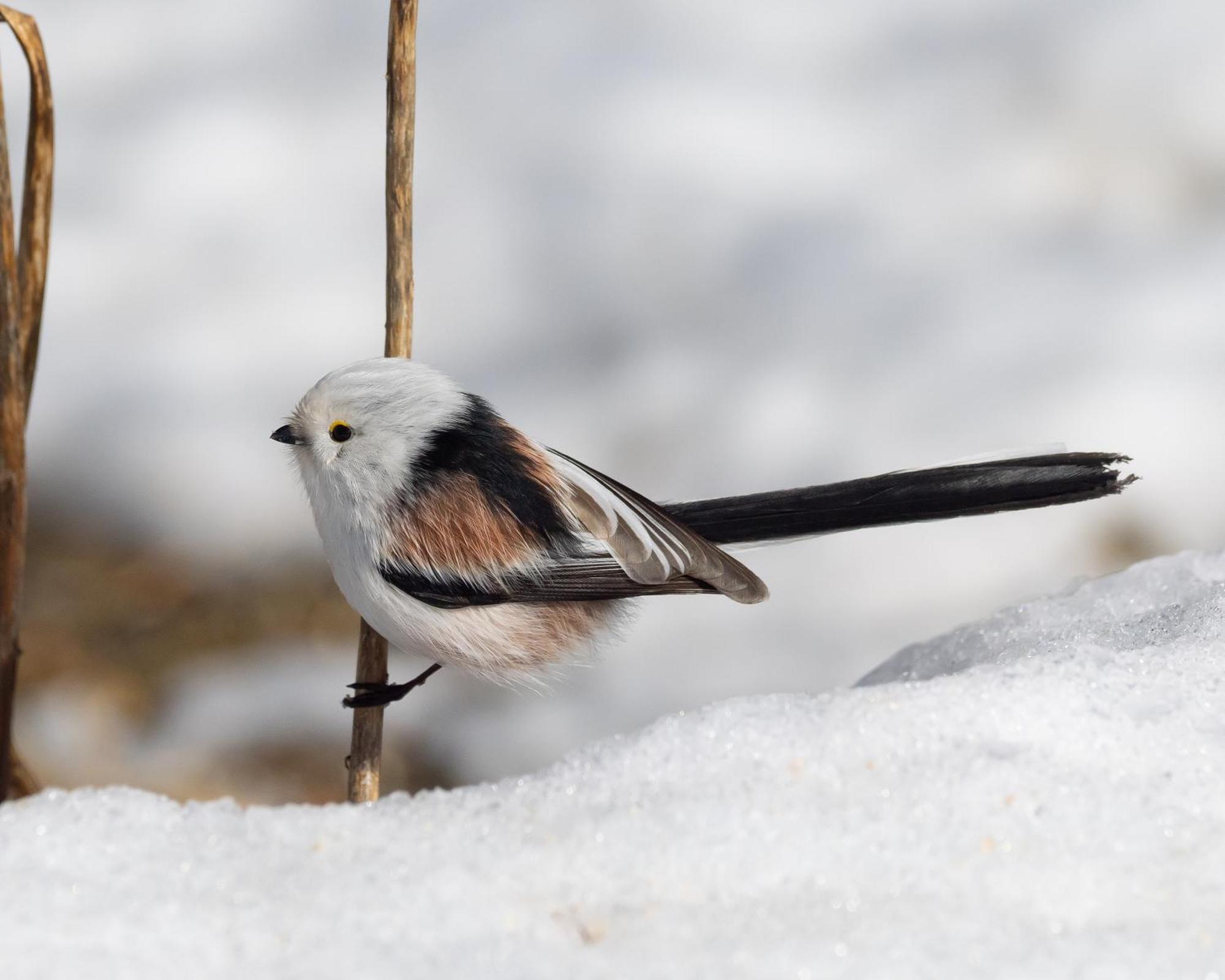 14 - Fulufjellets Nasjonalparker - Natur-, Dyre- Og Fugleopplevelser Trysil Dış mekan fotoğraf