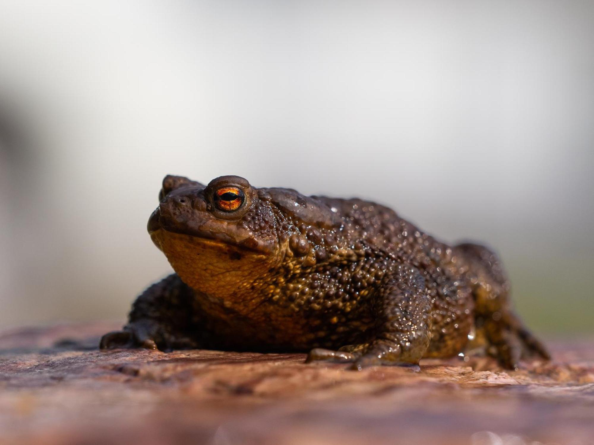 14 - Fulufjellets Nasjonalparker - Natur-, Dyre- Og Fugleopplevelser Trysil Dış mekan fotoğraf