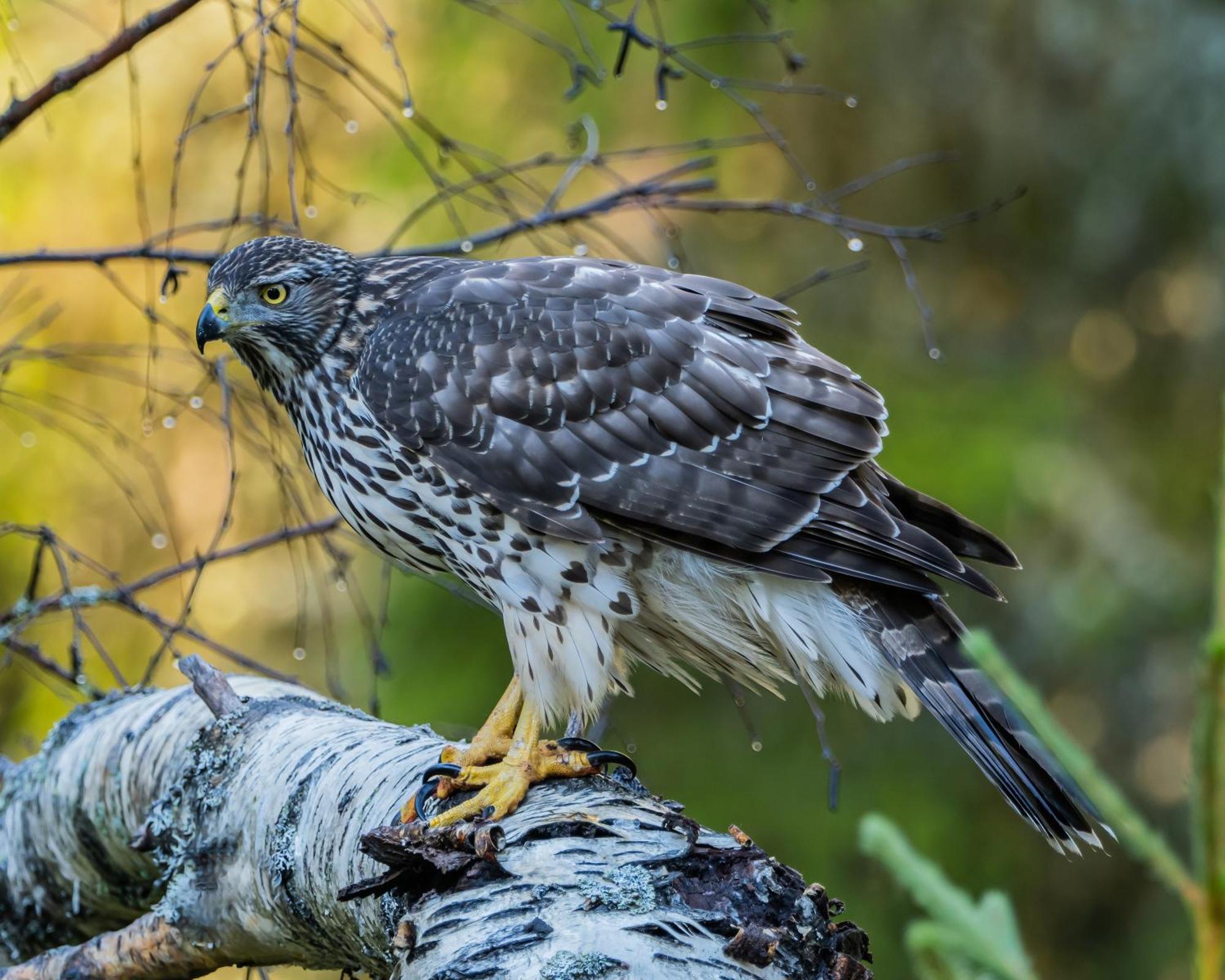 14 - Fulufjellets Nasjonalparker - Natur-, Dyre- Og Fugleopplevelser Trysil Dış mekan fotoğraf