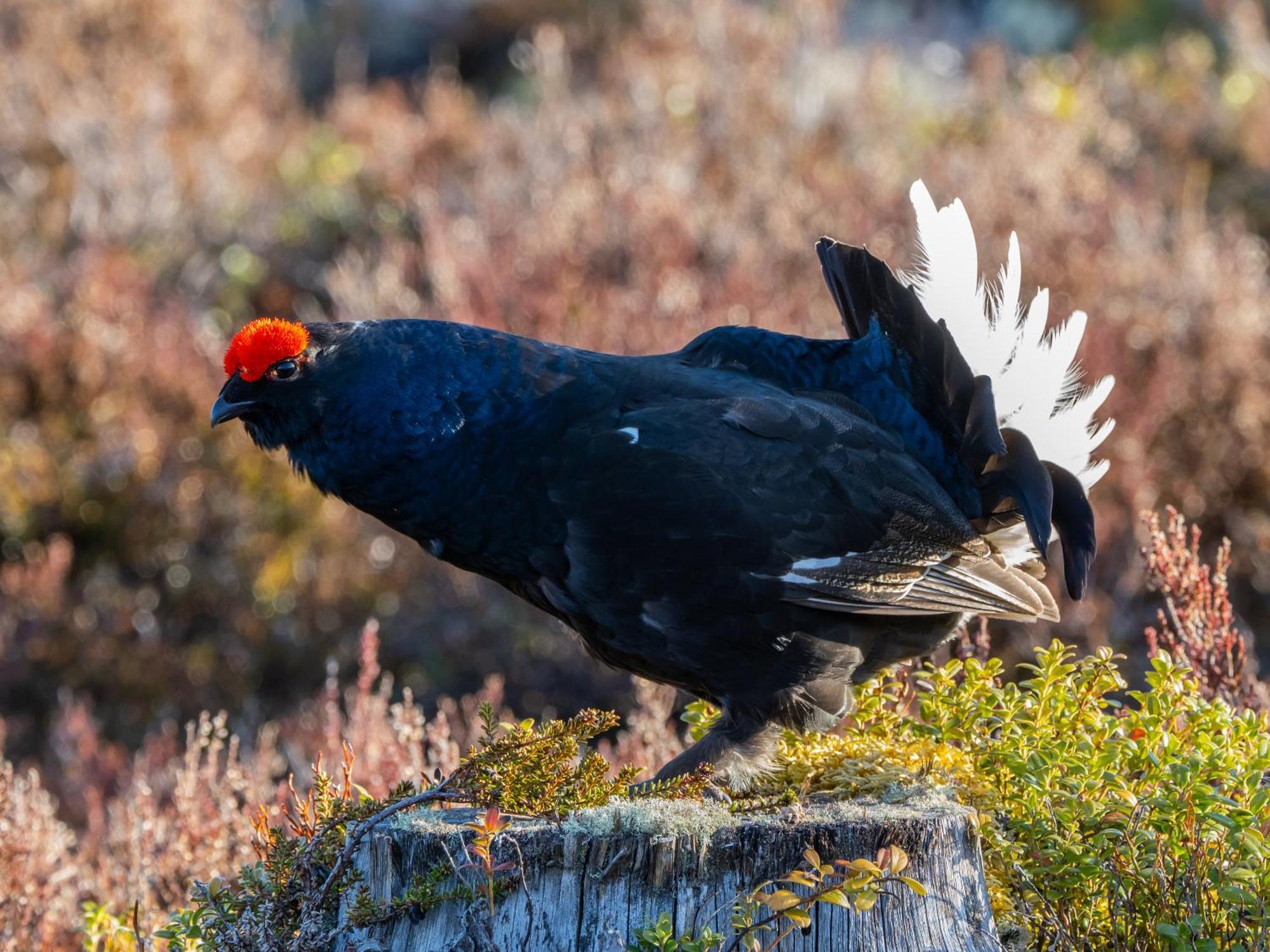 14 - Fulufjellets Nasjonalparker - Natur-, Dyre- Og Fugleopplevelser Trysil Dış mekan fotoğraf