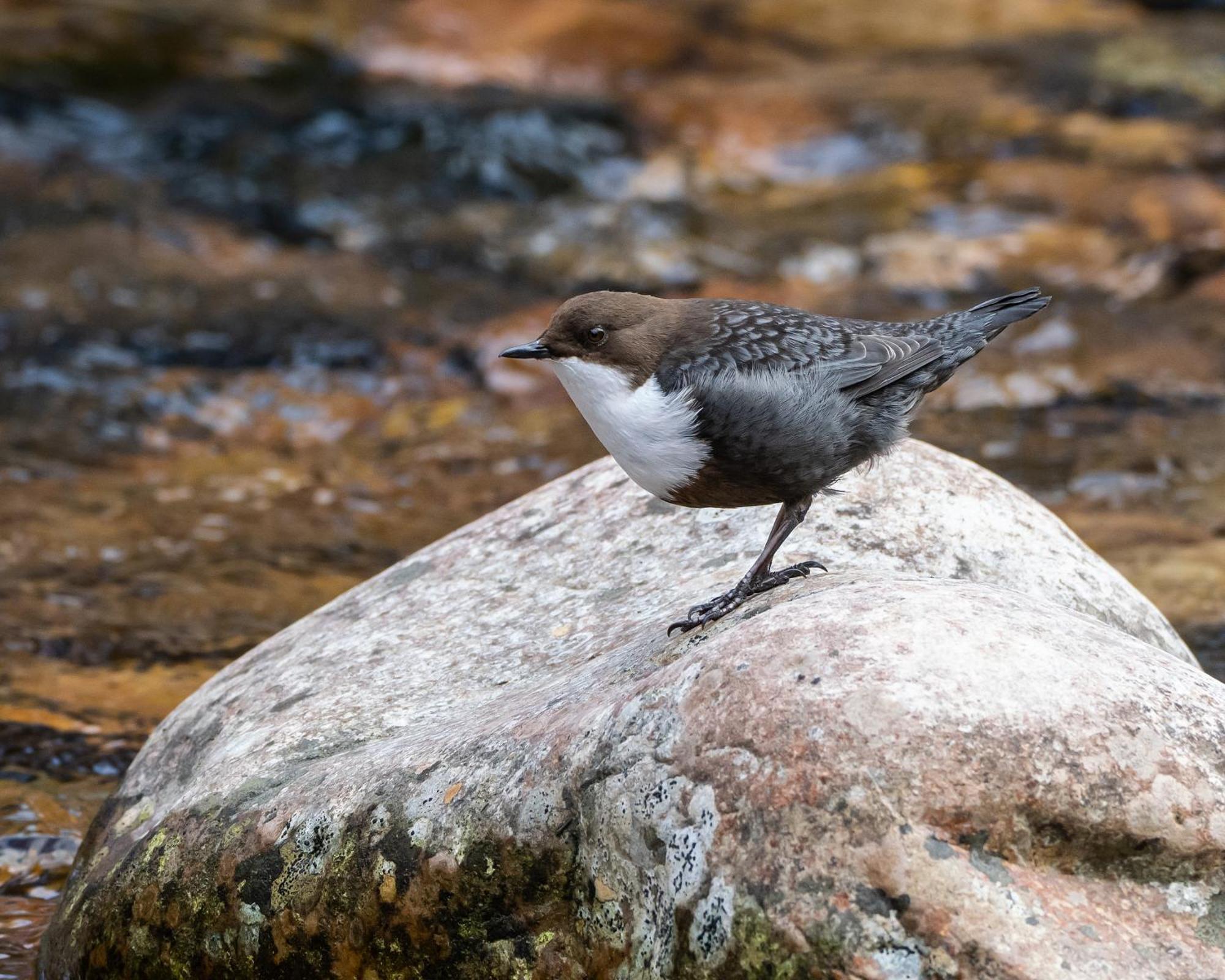 14 - Fulufjellets Nasjonalparker - Natur-, Dyre- Og Fugleopplevelser Trysil Dış mekan fotoğraf