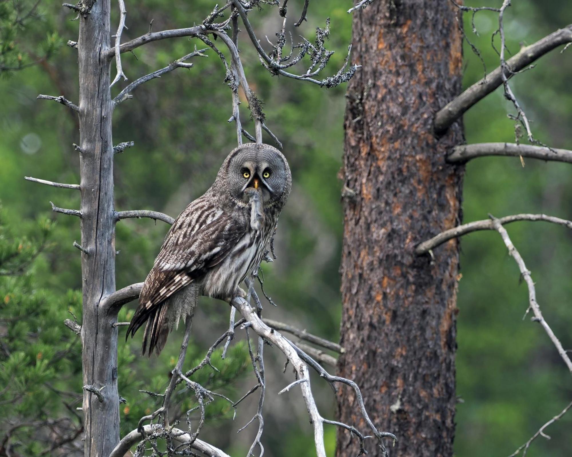 14 - Fulufjellets Nasjonalparker - Natur-, Dyre- Og Fugleopplevelser Trysil Dış mekan fotoğraf