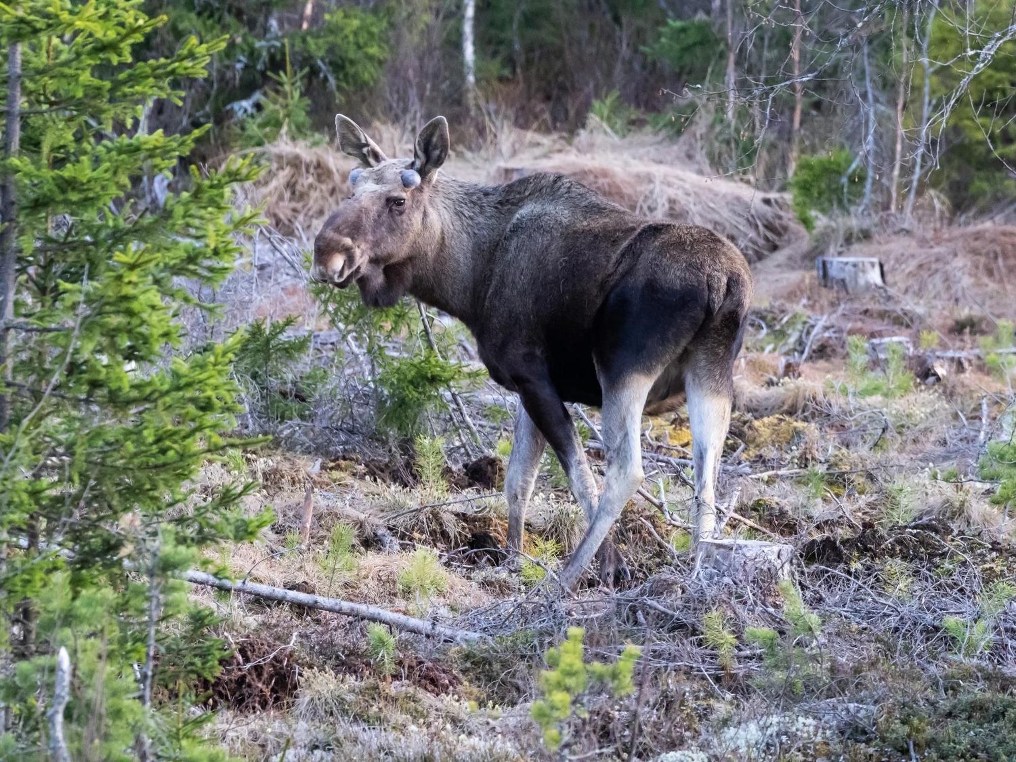 14 - Fulufjellets Nasjonalparker - Natur-, Dyre- Og Fugleopplevelser Trysil Dış mekan fotoğraf